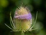 Colin Lamb - Teasel flower