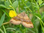 Colin Lamb - Unidentified moth