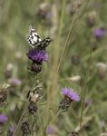 Maureen Tyrrell - Butterfly Reserve