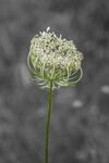 Maureen Tyrrell - Butterfly Reserve-Print-3