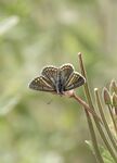 Maureen Tyrrell - Butterfly Reserve-Print-4
