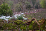 Snowdrop Heaven