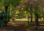 Nick Hardwick - Dog walker in woods-HDR