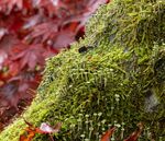 Nick Hardwick - Fruiting lichen