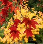 Nick Hardwick - Red Acer on Yellow