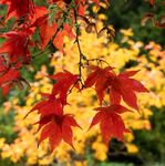 Nick Hardwick - Red Acer on Yellow