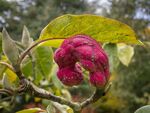 Colin Lamb - Magnolia fruit
