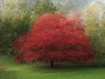 Colin Lamb - Tree in the round