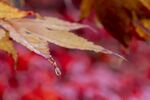 Colin Lamb - Water drop on maple 1