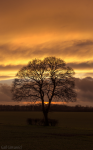 Winter Sunset
