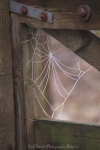 Frozen Web
