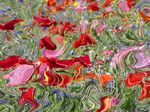 Miggy Wild - abstract flower field