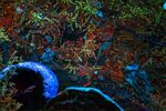 Andrew Dayer - UV Fluorescence