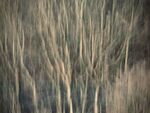 Paul Brewerton - Brushwood Mystery