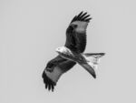 Colin Lamb - Red kite