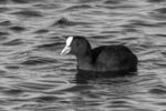 Lindsey Smith - Coot