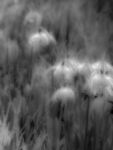 Miggy Wild - snowdrops