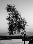 Paul Friend - Tree over Valetta Harbour