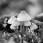 Colin Lamb - Fungi