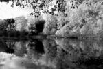 Daphne Lever - Lake