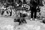 John Cavana - Two men, two dogs, two joints