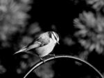 Miggy Wild - Blue tit