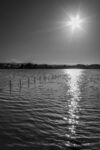 Nicky Westwood - Sun reflection in Over Water,Cumbria