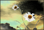 Dream Daisies
