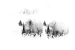 Terri Innes - Black rhino high key