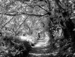 Tim Goss - B&W-3