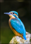 Kingfisher at rest