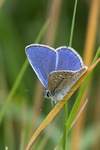 Lindsey Smith - Common Blue, male 2