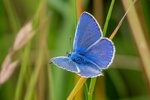 Lindsey Smith - Common Blue, male 3