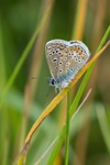 Lindsey Smith - Marbled White, male 1