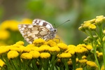Lindsey Smith - Marbled White