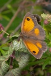 Lindsey Smith - Meadow Brown