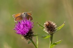 Lindsey Smith - Small Skipper