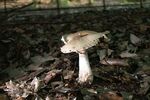 Miggy Wild - Adderbury Lakes 1