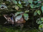 Miggy Wild - Adderbury Lakes 5