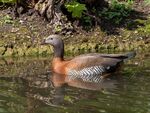 Colin Lamb - Ashy headed goose 3