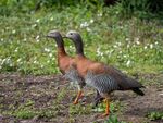 Colin Lamb - Ashy headed goose pair