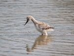 Colin Lamb - Avocet chick 7