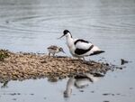 Colin Lamb - Avocet with chick