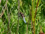 Colin Lamb - Broad-bodied chaser 1