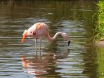 Colin Lamb - Chilean flamingo 2