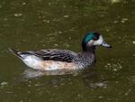 Colin Lamb - Chiloe wigeon 1