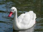Colin Lamb - Coscoroba swan