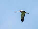 Colin Lamb - Crane in flight 1