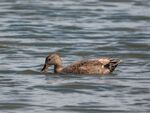 Colin Lamb - Gadwall 1