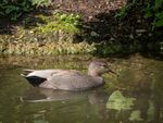 Colin Lamb - Gadwall 3